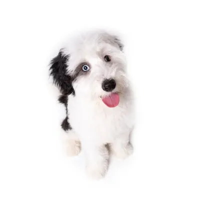 Benny profile