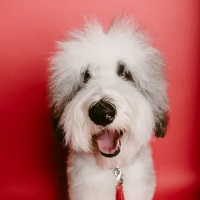 Addison the Sheepadoodle profile