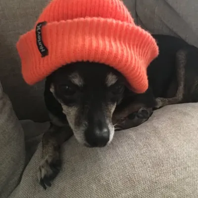SheHasMoxie profile