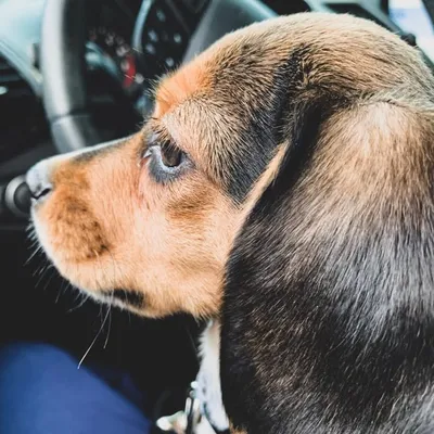 Sherlock the Beagle profile