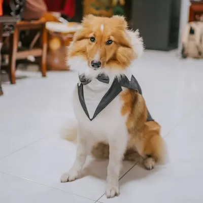 Sherlock profile