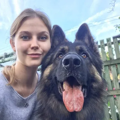 Sherlock vom Waldquellental profile