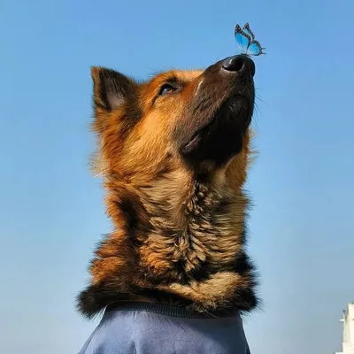 Mr. Sheru- The German Shepherd Dog 🧿 profile