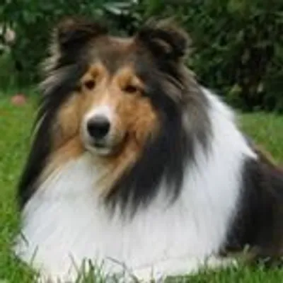 Shetland Sheepdog Lovers profile