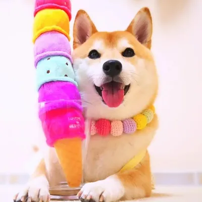柴犬チャーミー profile