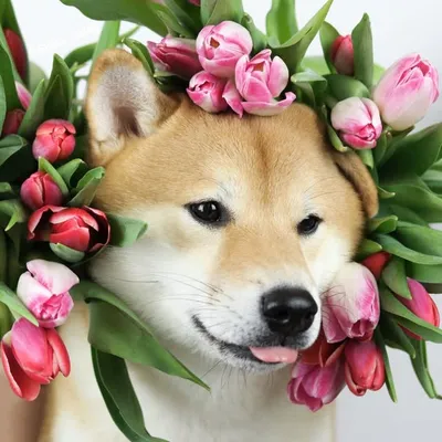 GOLDY & MOON SHIBA INU profile