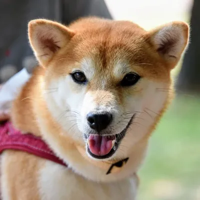 Hana profile