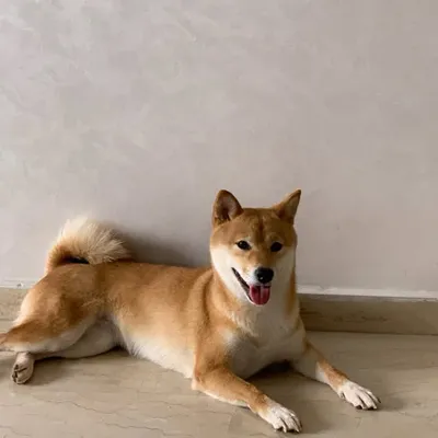 Yuki, Shiba Inu sur Casa ๐ฆ๐ซ profile