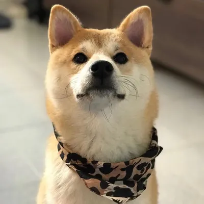 ヨジ (Yōji) profile
