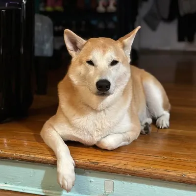 Shiba Mochi Katsu profile