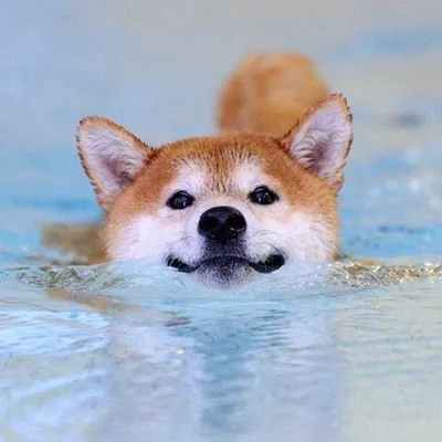 The Shibe Site of Life profile