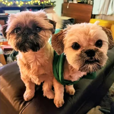 Ramona & Fiona the Shih Tzus profile