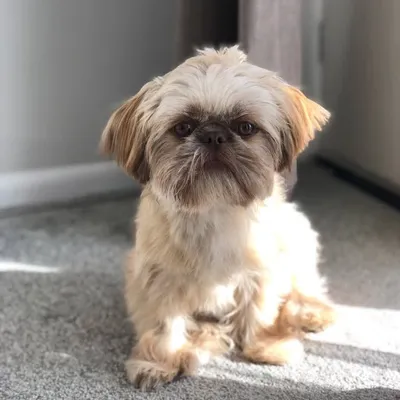 Ralph_Shihtzu profile