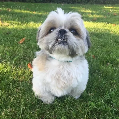 King Binky profile