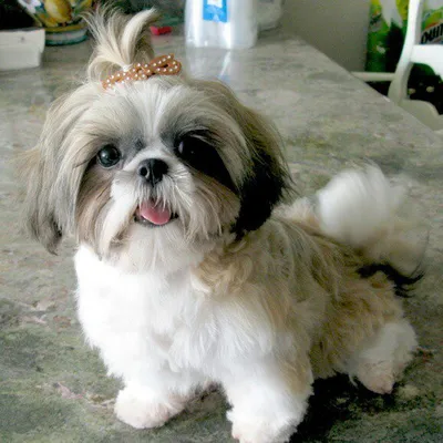 Shih Tzu Corner profile