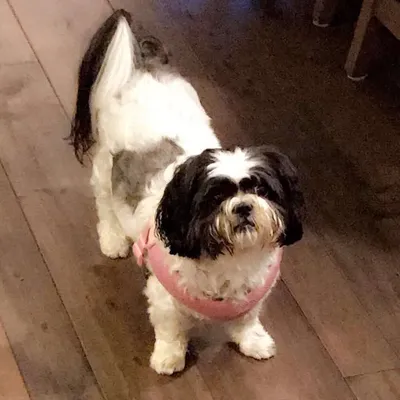 Shih Tzu Lovers profile