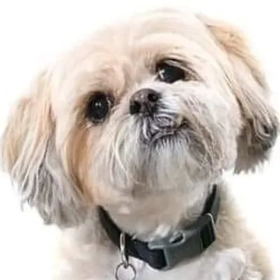 Shih Tzu Puppy profile