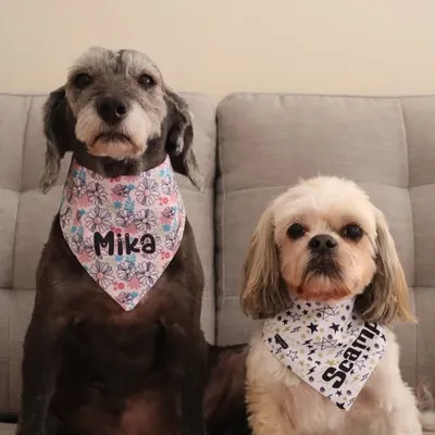 🐾La familia de Scamp profile
