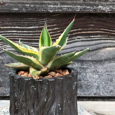 植物工房 四季館 profile