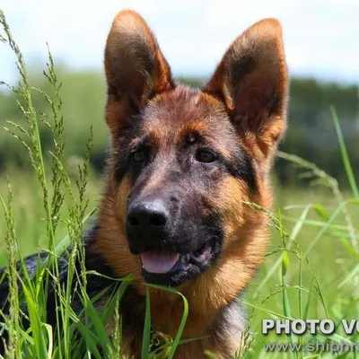 Dean Shepherd profile