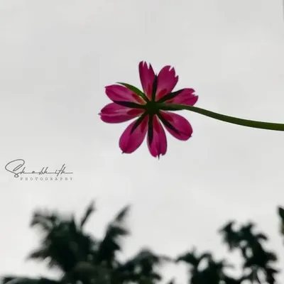 Shobhith Kumar K profile