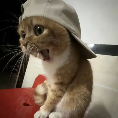 ♠️شعيب حَبيبي profile
