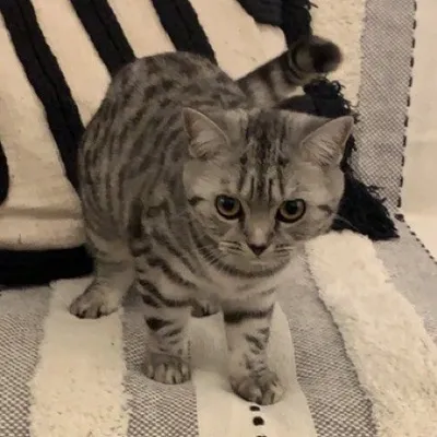 s ɪ ᴀ ʜ ᴛ ʜ ᴇ s ᴄ ᴏ ᴛ ᴛ ɪ s ʜ ©️ profile