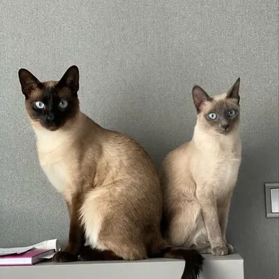 Космос и Мышка🇱🇻 profile