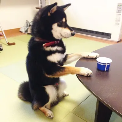 柴犬大河 profile