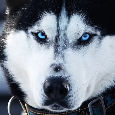 Siberian Husky's World ๐ profile