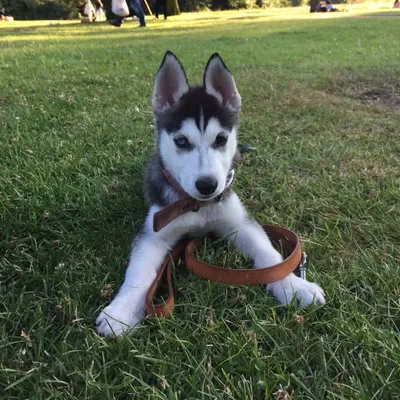 Loki the Husky profile