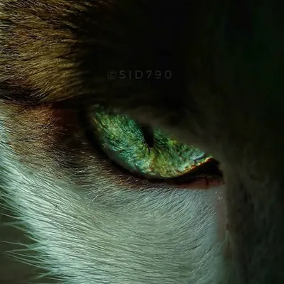  Sid Sawant | INDIA 🇮🇳 profile