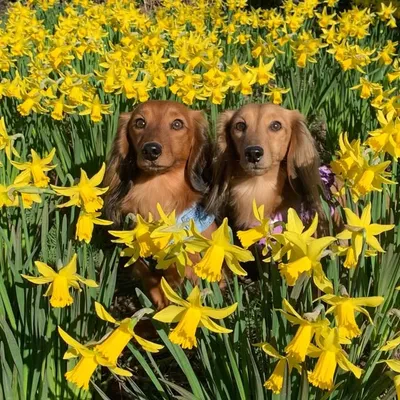 Sid and Tillie profile