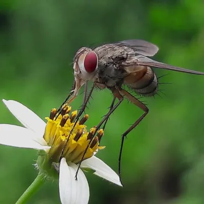 sikkim_ flys profile