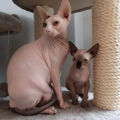Les Sphinx De Silent Jill profile