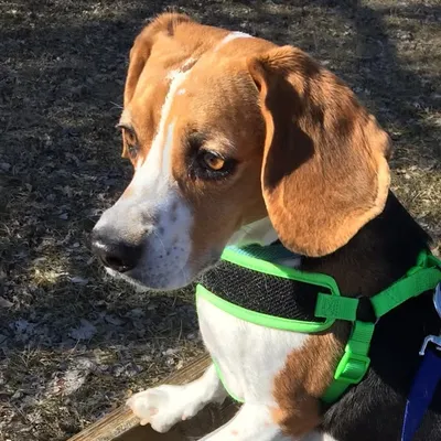 Jack The Beagle profile