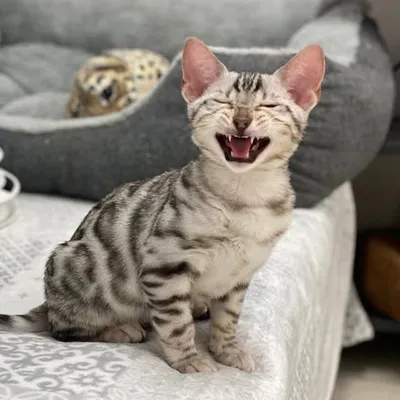 Loki Bengal Cat profile