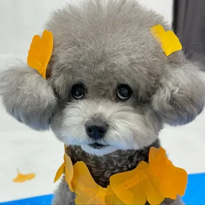 실버푸들 포포 profile