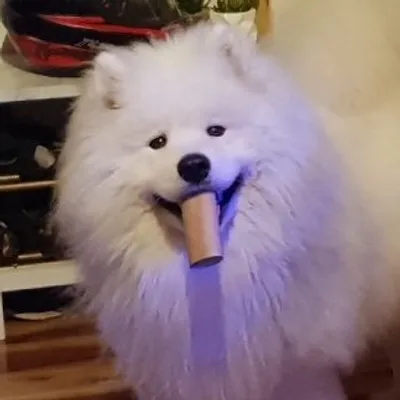 Simba The Samoyed profile