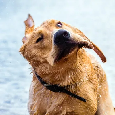 Simba profile