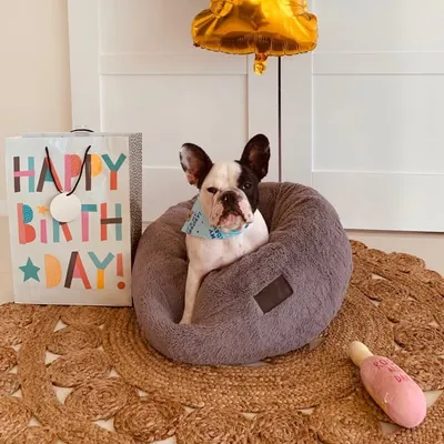 S I M B A | French Bulldog profile