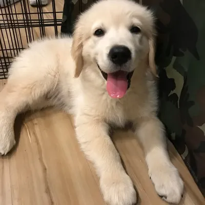 Simba | Golden Retriever profile