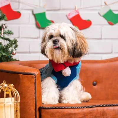 Simba | The Shihtzu 🧿 profile
