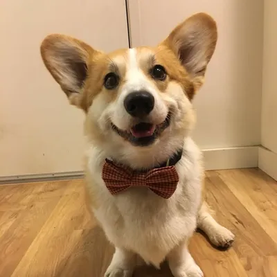 Simba the Corgi profile