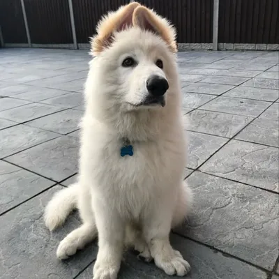 simba the german shepherd🐶 profile