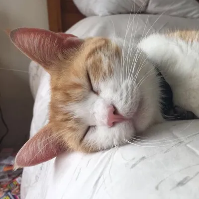 Simby & Tigger profile