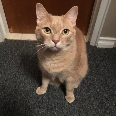 simon profile