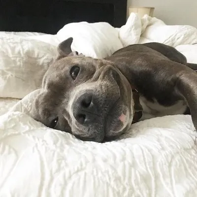 Simon the Staffy profile