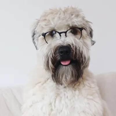 Samson the Wheaten Terrier profile
