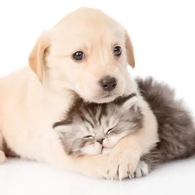 ๐ Cats | Dogs | Pets! profile